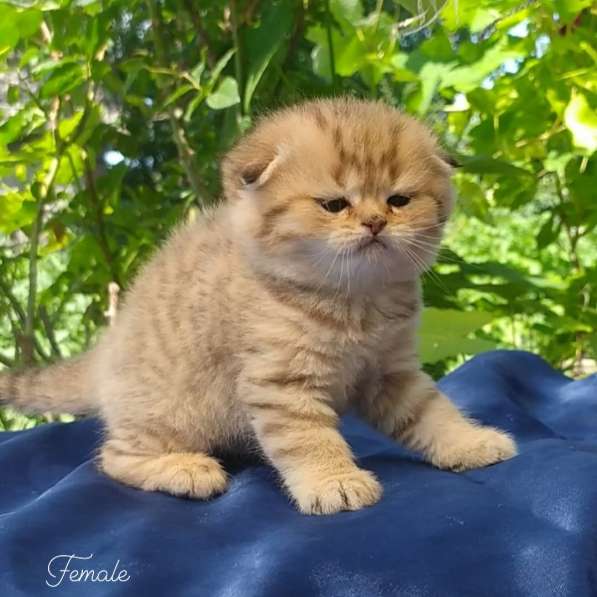Британские котята в фото 7
