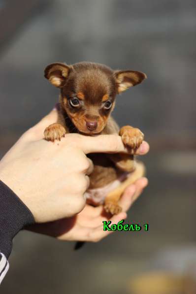Щенки Русский Той в Иркутске фото 29