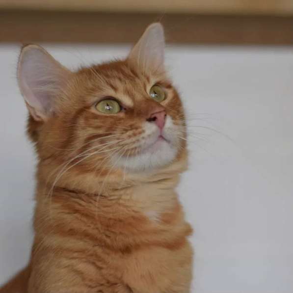 Рыжий красавец котик Оскар ищет семью! в Москве фото 5