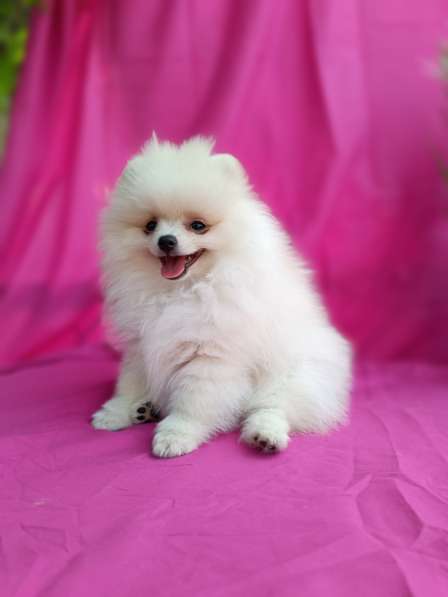 Померанский шпиц