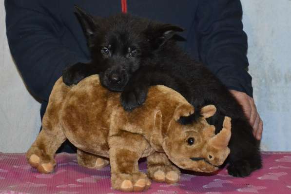 Черные и чепрачные щенки немецкой овчарки в Кисловодске фото 4