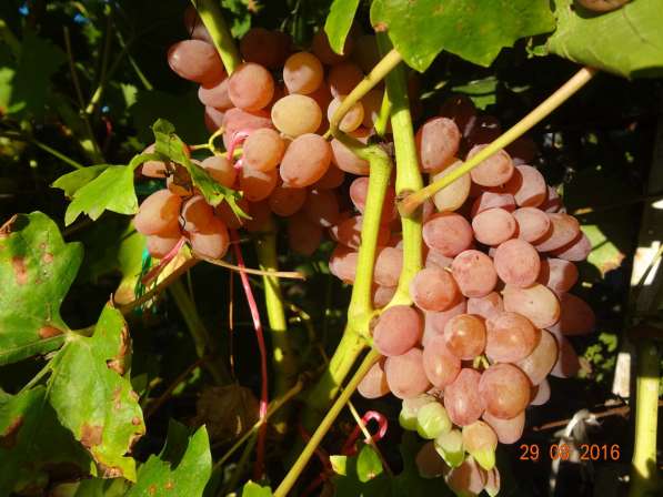 Черенки винограда столовых и винных сортов в Тамбове фото 9