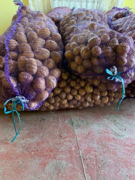 Картофель от 100 кг в Приморско-Ахтарске фото 4