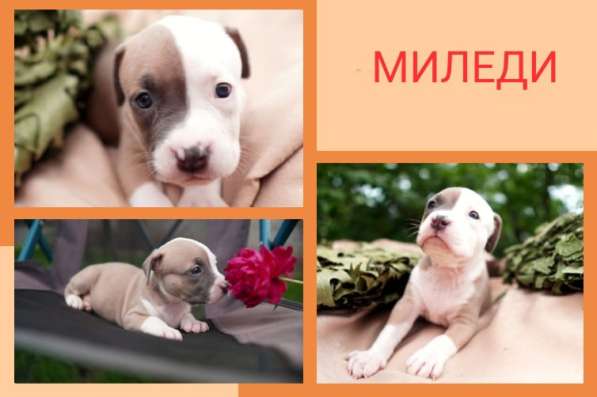Щенки шикарной породы Американский Булли (девочки) в Краснодаре фото 12