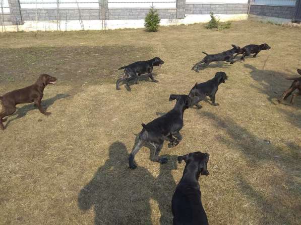 Курцхаар Щенки в фото 22