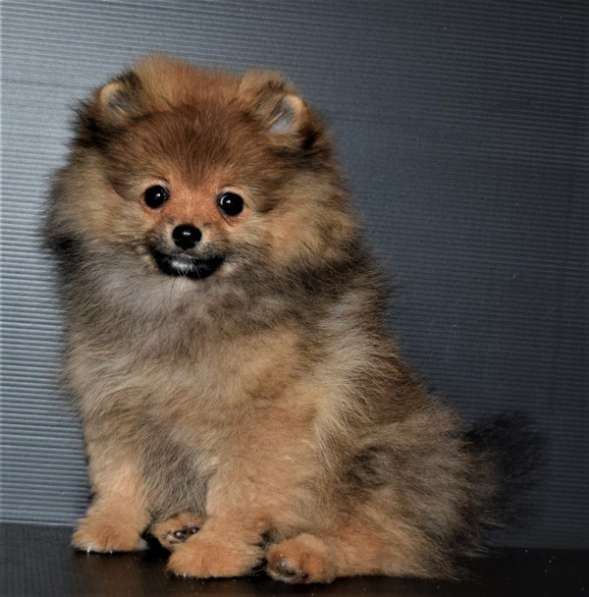 Лапочка в Одинцово фото 13