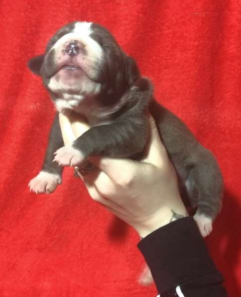 Голубые парни Амсттаффа от чемпиона резерв ркф в Москве фото 24