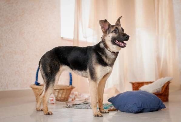 Добби мини овчарка в Москве