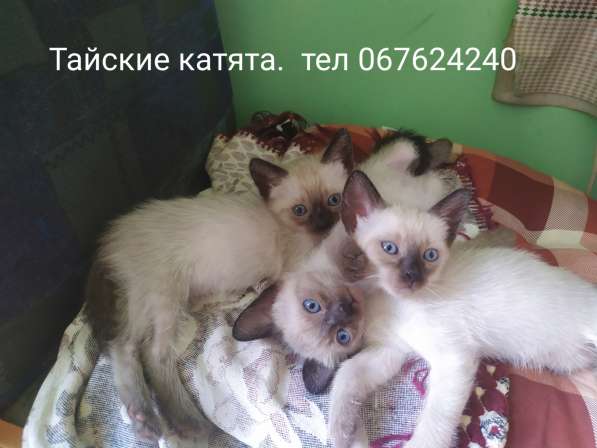 Сиамские-, тайские катята в фото 4