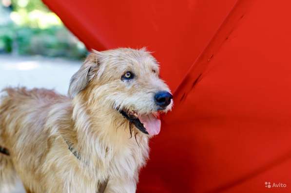 Рыжий бородач УХО ищет ответственных хозяев в Москве фото 3