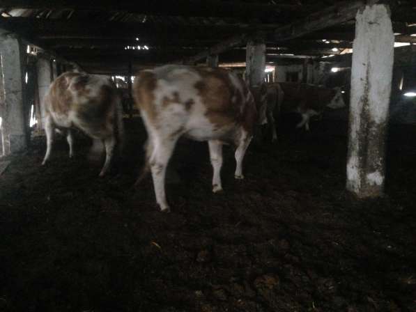 Коровы на убой в Магнитогорске