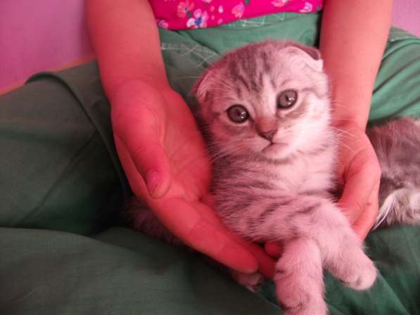 Вислоухие девочки в Симферополе фото 11