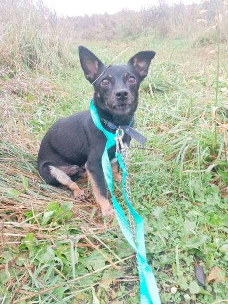 Маленький трогательный пёсик