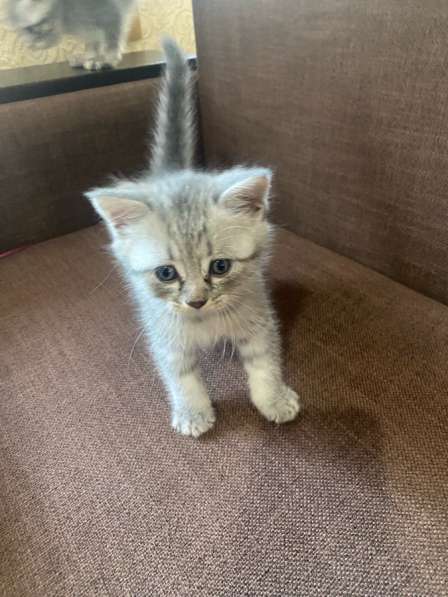 Котята с мамой вислоухой отдам бесплатно в Черкесске фото 8