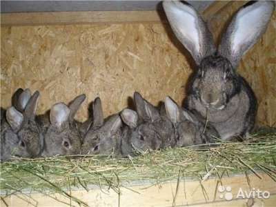 кролики в Абакане