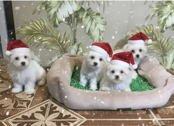 Щенок Мальтийская болонка