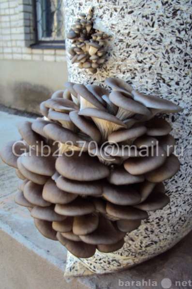 Мицелий для выращивания грибов вешенка. в Краснодаре фото 8