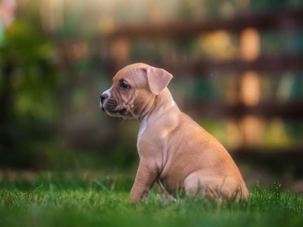 Щенки амстафа в Самаре