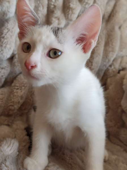 Ищет дом нежный котёнок, 2 мес в фото 4