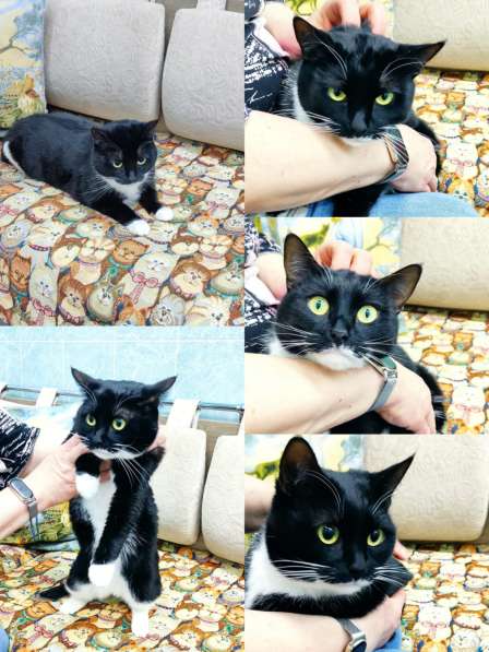 Кошечка Ромашка в добрые руки в Москве фото 8