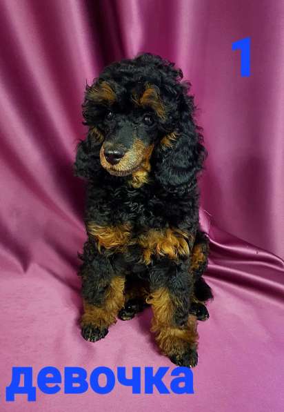 Девчата-пуделята фантом, чёрно-подпалые