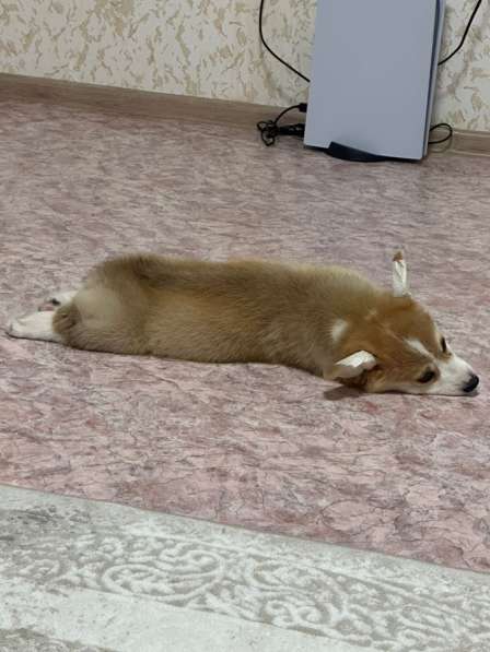 Щенок корги в Уфе фото 3