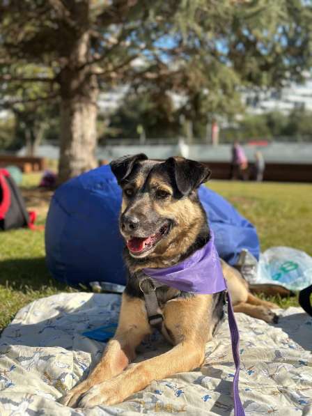 -Москва, услышьте зов Персея!