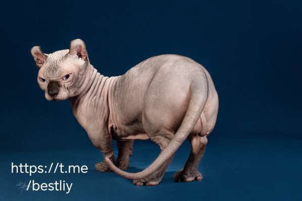 Предлагаются к бронированию котята Канадского сфинкса в Москве фото 3