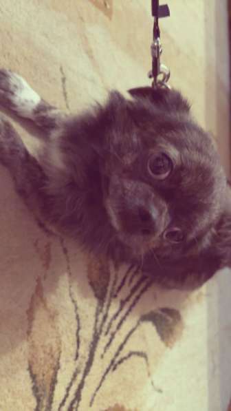 Пёс на вязку, Лениногорск в Лениногорске