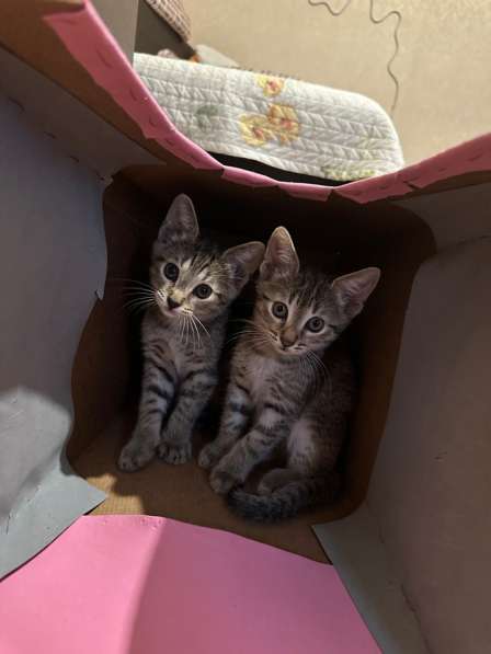 Котята в добрые руки(мальчики) в Уфе