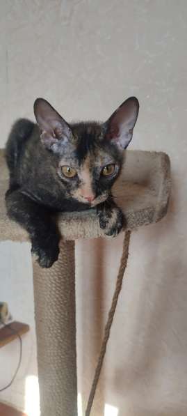 Донской сфинкс