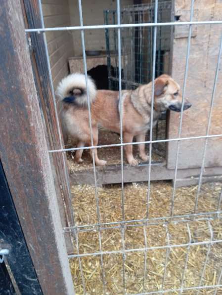 Ищем дом для маленькой Ватрушки в Москве фото 4