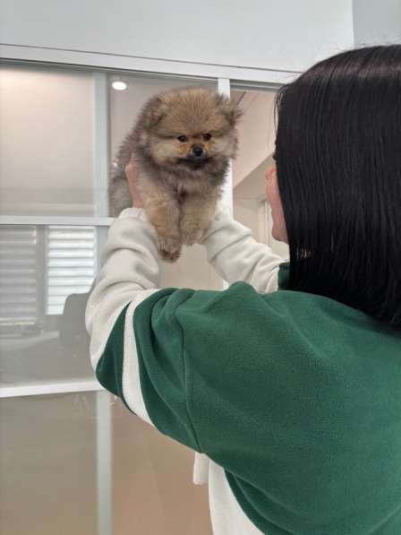 Померанский шпиц в Твери фото 5