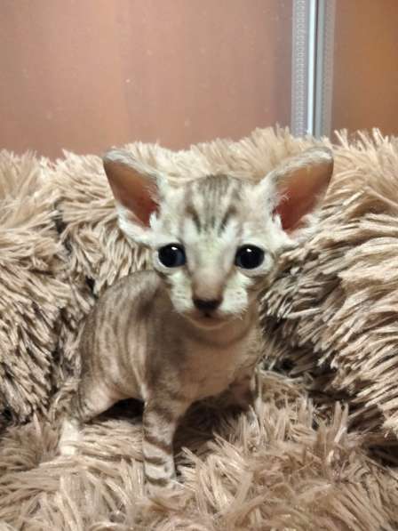 Котята породы Корниш-рекс редких окрасов в Астрахани фото 7