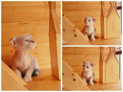 Профессиональный питомник SOUMBIKE предл в Санкт-Петербурге фото 5