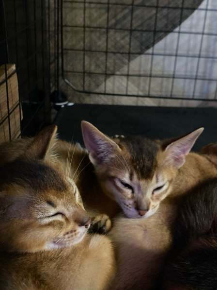 Абиссинские котята в Москве