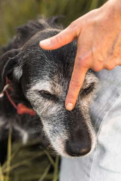 Спокойная мудрая Джулия ищет теплый уголок! в Москве фото 3