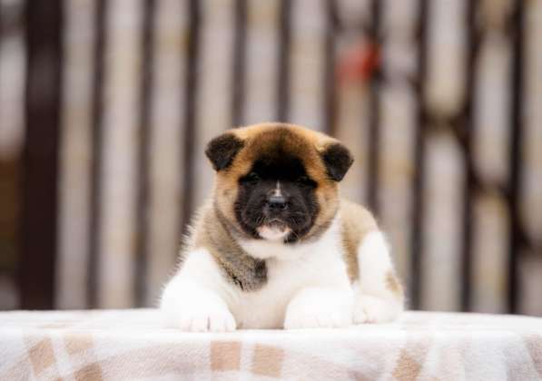 Щенки Американской Акиты в Москве