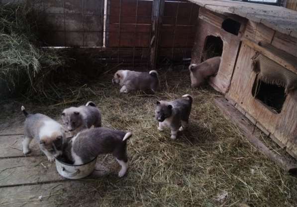 Щенки западно-сибирской лайки в Екатеринбурге фото 3