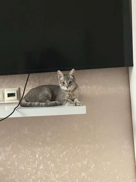 Отдам котенку(девочка) в очень добрые руки