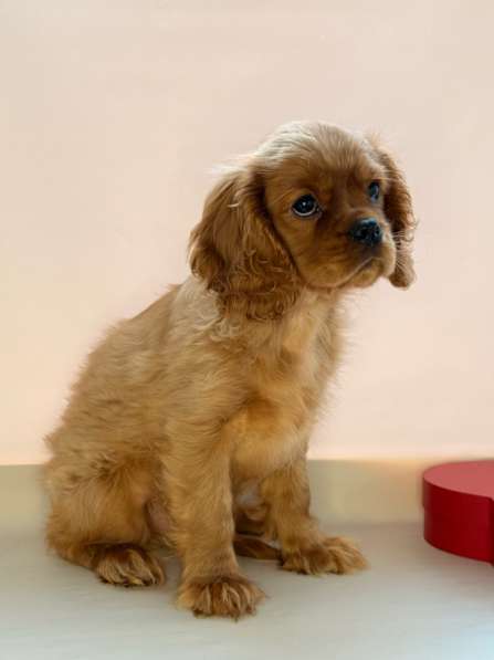 Кавалер Кинг Чарльз спаниель в Москве фото 6