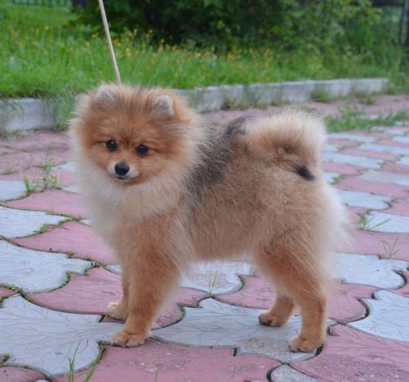 Щенок Шпиц бесплатно