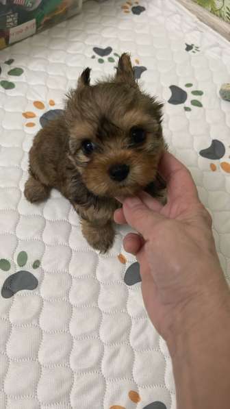 Бивер Йорк щенки в Москве фото 7