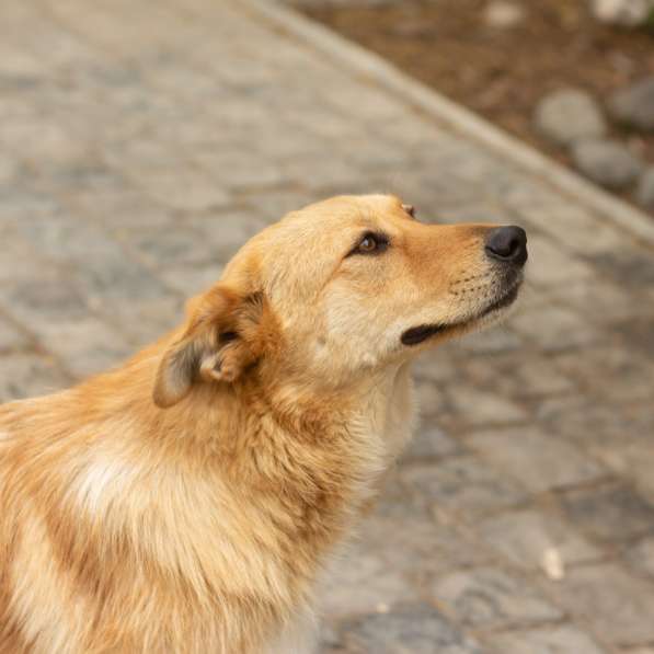 Милая игривая собака-золотинка в Санкт-Петербурге фото 6