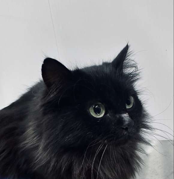 Роскошная пушистая черная кошечка Черника в дар в Москве