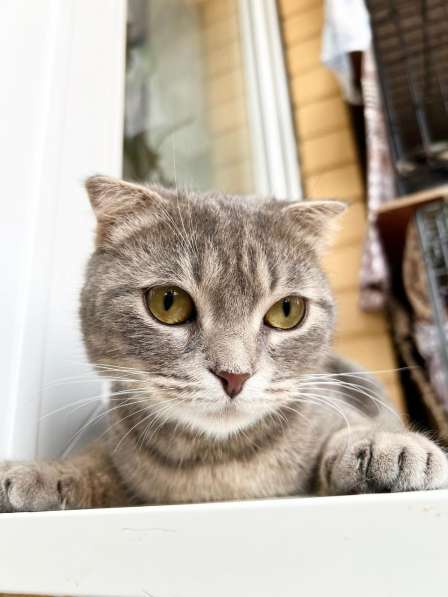 Вислоухая кошечка Энни в добрые руки в Москве фото 15