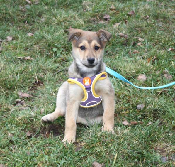 Малышка Нюша очень ждет своего родного ЧЕЛОВЕКА в Москве фото 4
