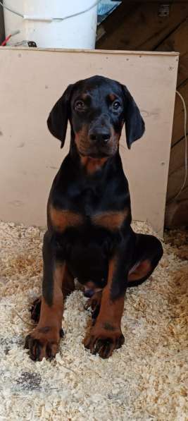 Щенки добермана от титулованных родителей в Санкт-Петербурге