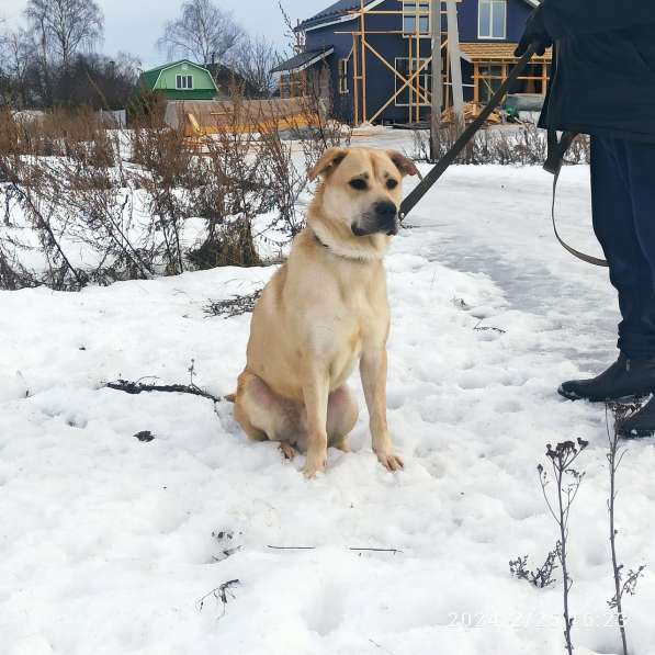 На сто процентов дружелюбный и добродушный пёс в Санкт-Петербурге фото 3