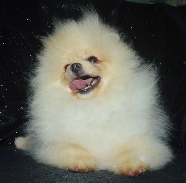 Pomeranian spitz. Cream bear